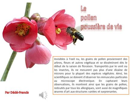 Invisibles à l'oeil nu, les grains de pollen proviennent des arbres, fleurs et autres végétaux et se disséminent dès le début de la saison de floraison.