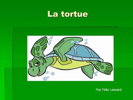 La tortue Par Félix Lessard.