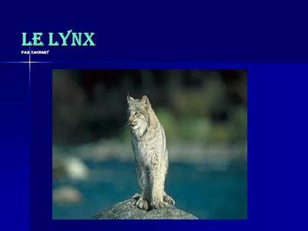 Le lynx par Zachary.