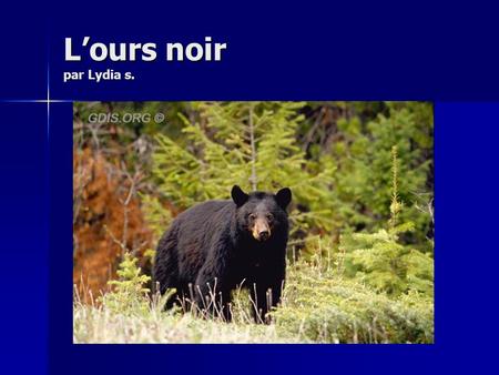 L’ours noir par Lydia s..