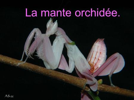 La mante orchidée. LA MANTE ORCHIDÉE.