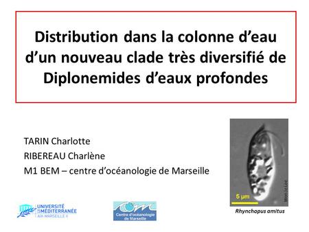 Distribution dans la colonne d’eau d’un nouveau clade très diversifié de Diplonemides d’eaux profondes TARIN Charlotte RIBEREAU Charlène M1 BEM – centre.
