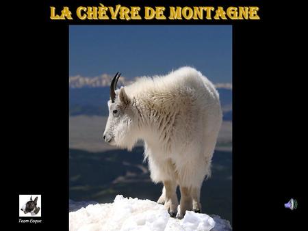 La Chèvre de Montagne Team Eaque.