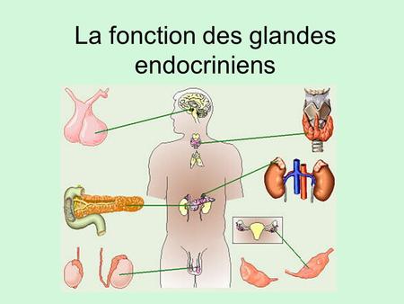 La fonction des glandes endocriniens
