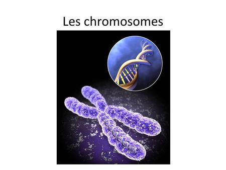 Les chromosomes.