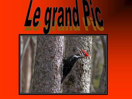 Nom anglais: Pileated Woodpecker Nom latin: dryocopus pileatus.