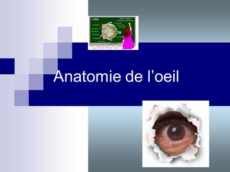 Anatomie de l’oeil.