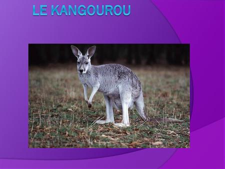 Le Kangourou.
