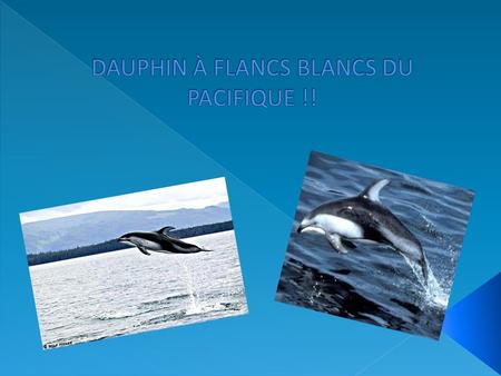 DAUPHIN À FLANCS BLANCS DU PACIFIQUE !!
