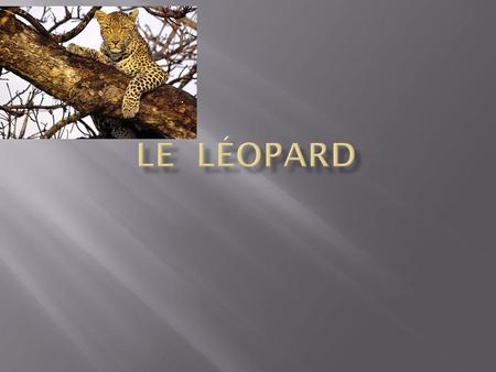 Le léopard.