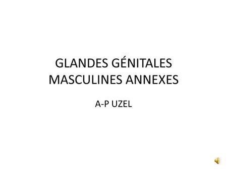 GLANDES GÉNITALES MASCULINES ANNEXES