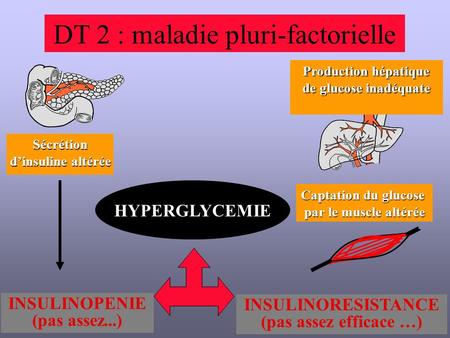 Captation du glucose par le muscle altérée DT 2 : maladie pluri-factorielle Production hépatique de glucose inadéquate Sécrétion d’insuline altérée HYPERGLYCEMIE.