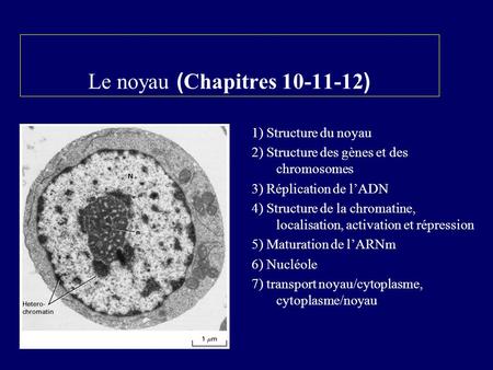 1) Structure du noyau 2) Structure des gènes et des chromosomes