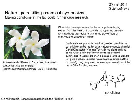 Natural pain-killing chemical synthesized Making conolidine in the lab could further drug research 23 mai 2011 ScienceNews Couronne de Néron ou Fleur moulin.
