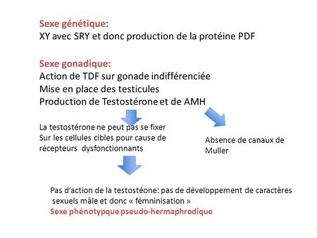 XY avec SRY et donc production de la protéine PDF