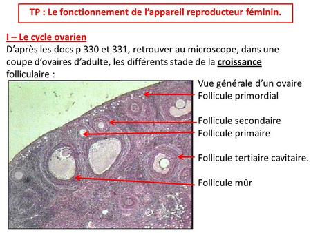 TP : Le fonctionnement de l’appareil reproducteur féminin.