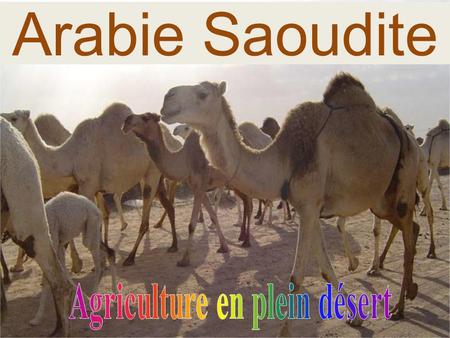 Agriculture en plein désert