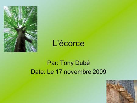 Lécorce Par: Tony Dubé Date: Le 17 novembre 2009.