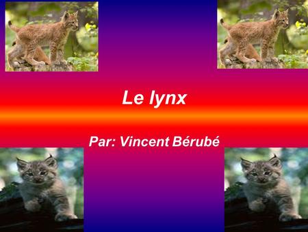 Le lynx Par: Vincent Bérubé.