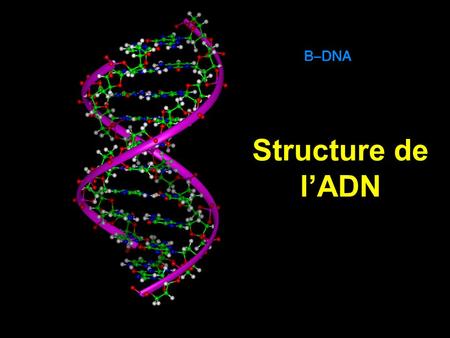 Structure de l’ADN.