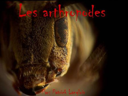 Les arthropodes Par: Patrick Langlois.