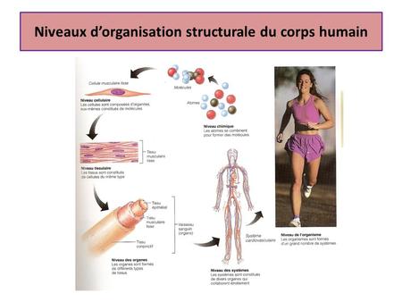 Niveaux d’organisation structurale du corps humain