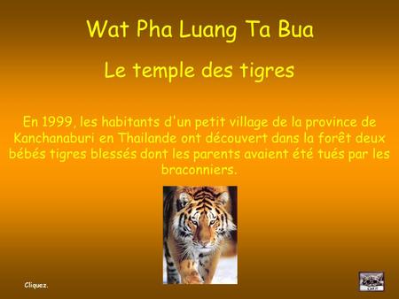 Wat Pha Luang Ta Bua Le temple des tigres En 1999, les habitants d'un petit village de la province de Kanchanaburi en Thailande ont découvert dans la forêt.