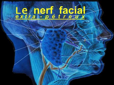 Le nerf facial 
Anatomie.