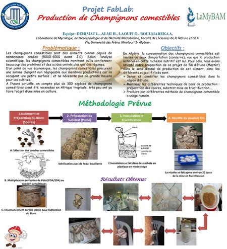 Production de Champignons comestibles