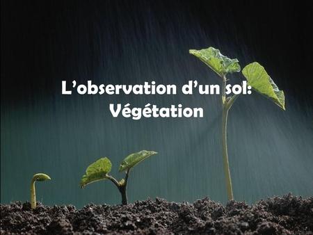 L’observation d’un sol: Végétation