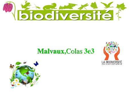 Malvaux,Colas 3e3.