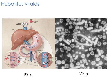 Hépatites virales Virus Foie.
