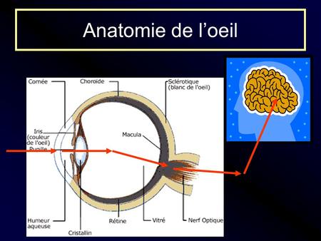 Anatomie de l’oeil.