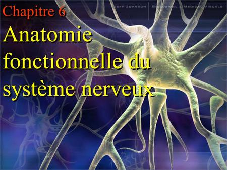 Chapitre 6 Anatomie fonctionnelle du  système nerveux