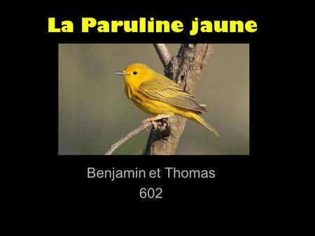 La Paruline jaune Benjamin et Thomas 602.