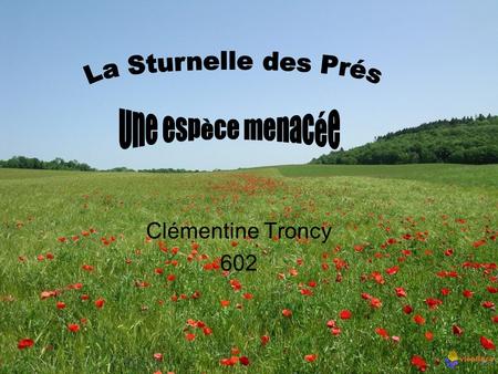 La Sturnelle des Prés Une espèce menacée Clémentine Troncy 602.