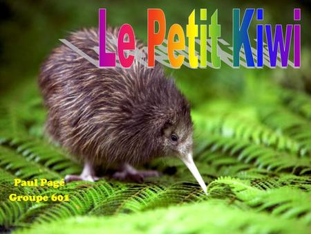 Le Petit Kiwi Paul Pagé Groupe 601.