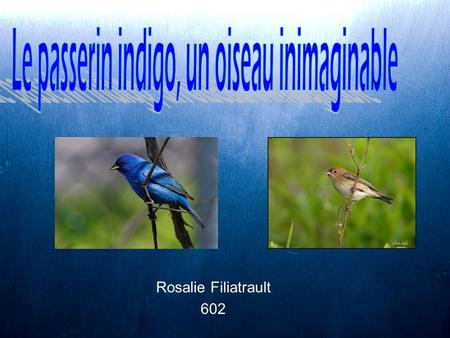 Le passerin indigo, un oiseau inimaginable
