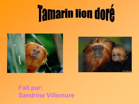 Tamarin lion doré Fait par: Sandrine Villemure.
