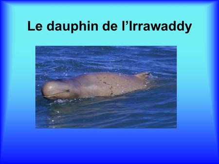 Le dauphin de l’Irrawaddy