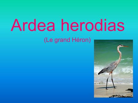 Ardea herodias (Le grand Héron).