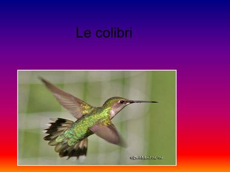 Le colibri.