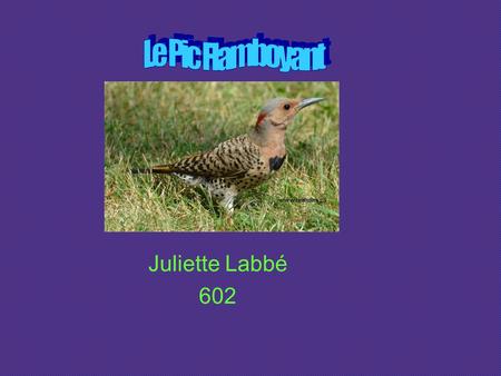 Le Pic Flamboyant Juliette Labbé 602.