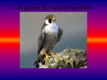 Le guide du faucon pèlerin