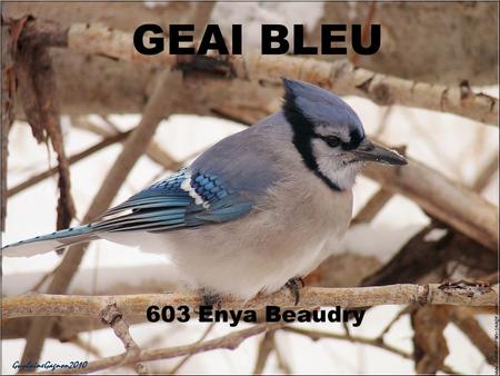 GEAI BLEU 603 Enya Beaudry.