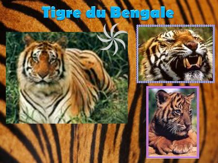 Tigre du Bengale.