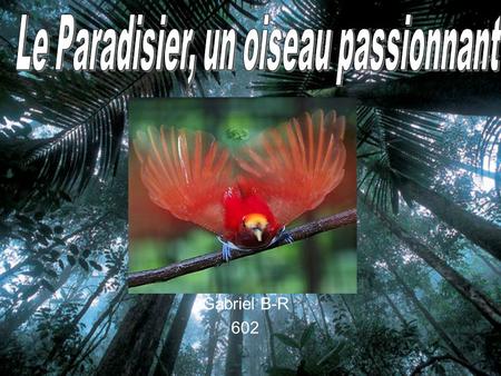 Le Paradisier, un oiseau passionnant