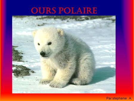 Ours polaire Par:stephanie .A..