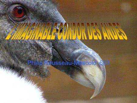 Philip Rousseau-Mascolo 603. Bonjour, aujourdhui je vais vous parler du grand condor des Andes. Je vais vous dire plein dinformations sur lui mais pour.