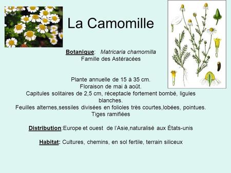 La Camomille Botanique: Matricaria chamomilla Famille des Astéracées Plante annuelle de 15 à 35 cm. Floraison de mai à août. Capitules solitaires.